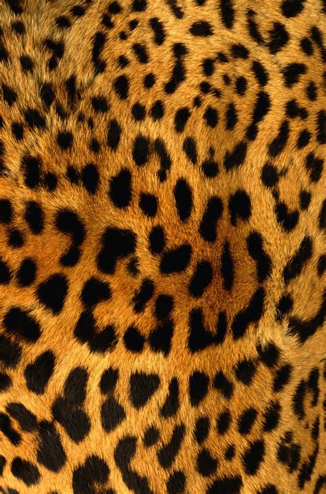 leopard furs|leopard fur background.